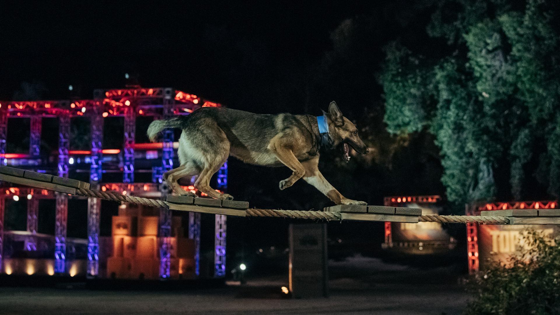 America's Top Dog