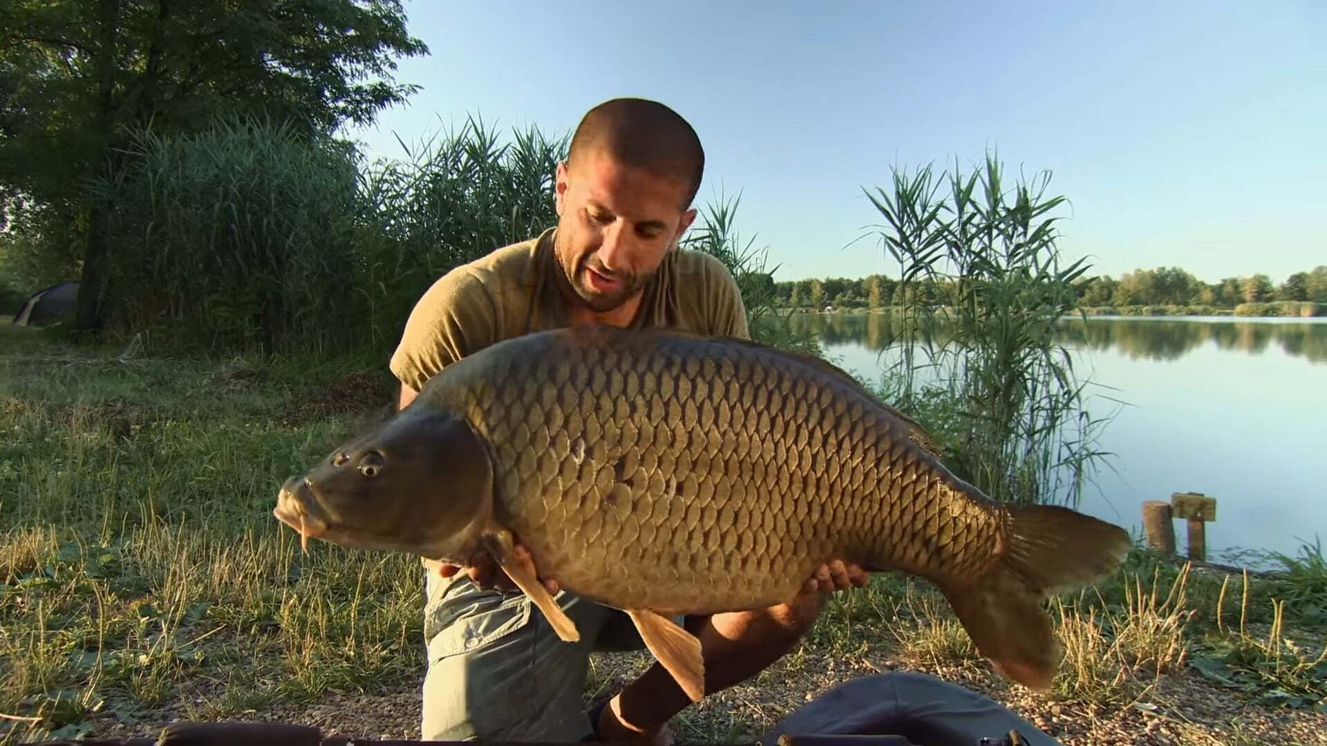 Monster carp