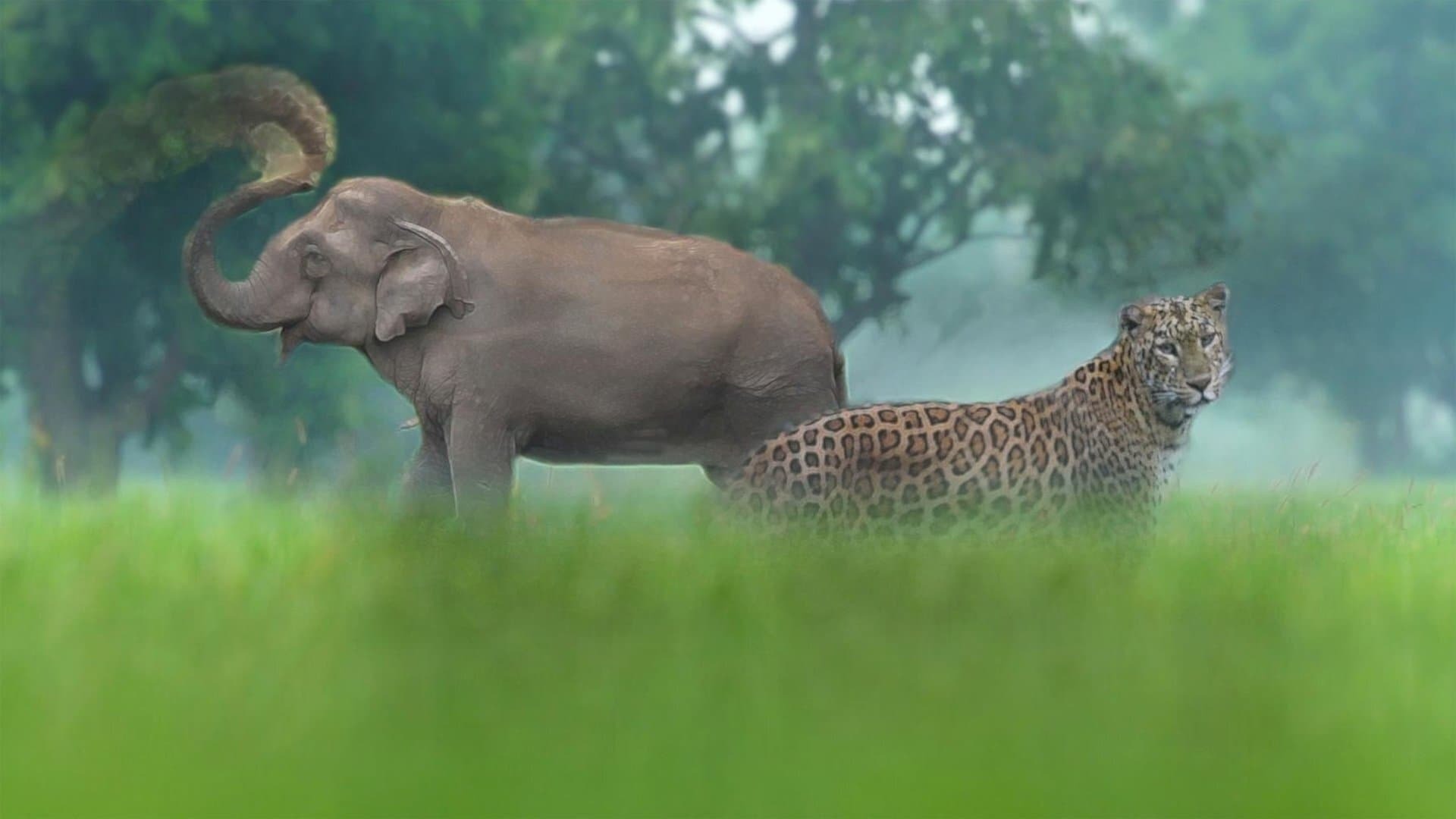 Thailand's Wild Side