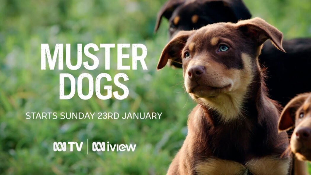 Muster Dogs