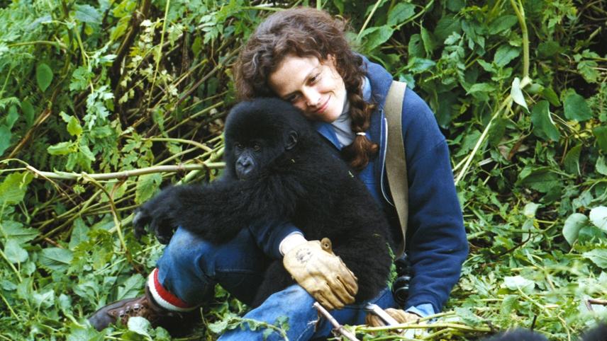 გორილები ნისლში / Gorillas in the Mist