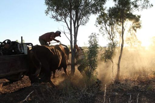 Outback Ringer