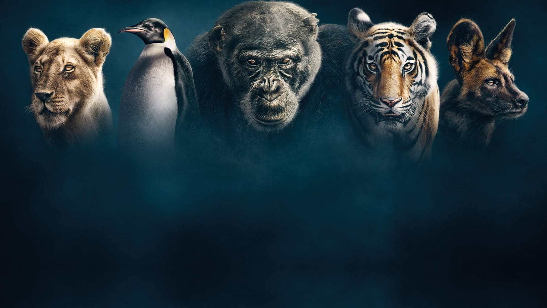 დინასტიები / Dynasties
