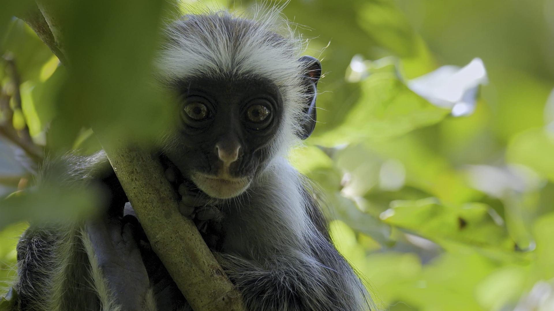 Africa's Wild Year