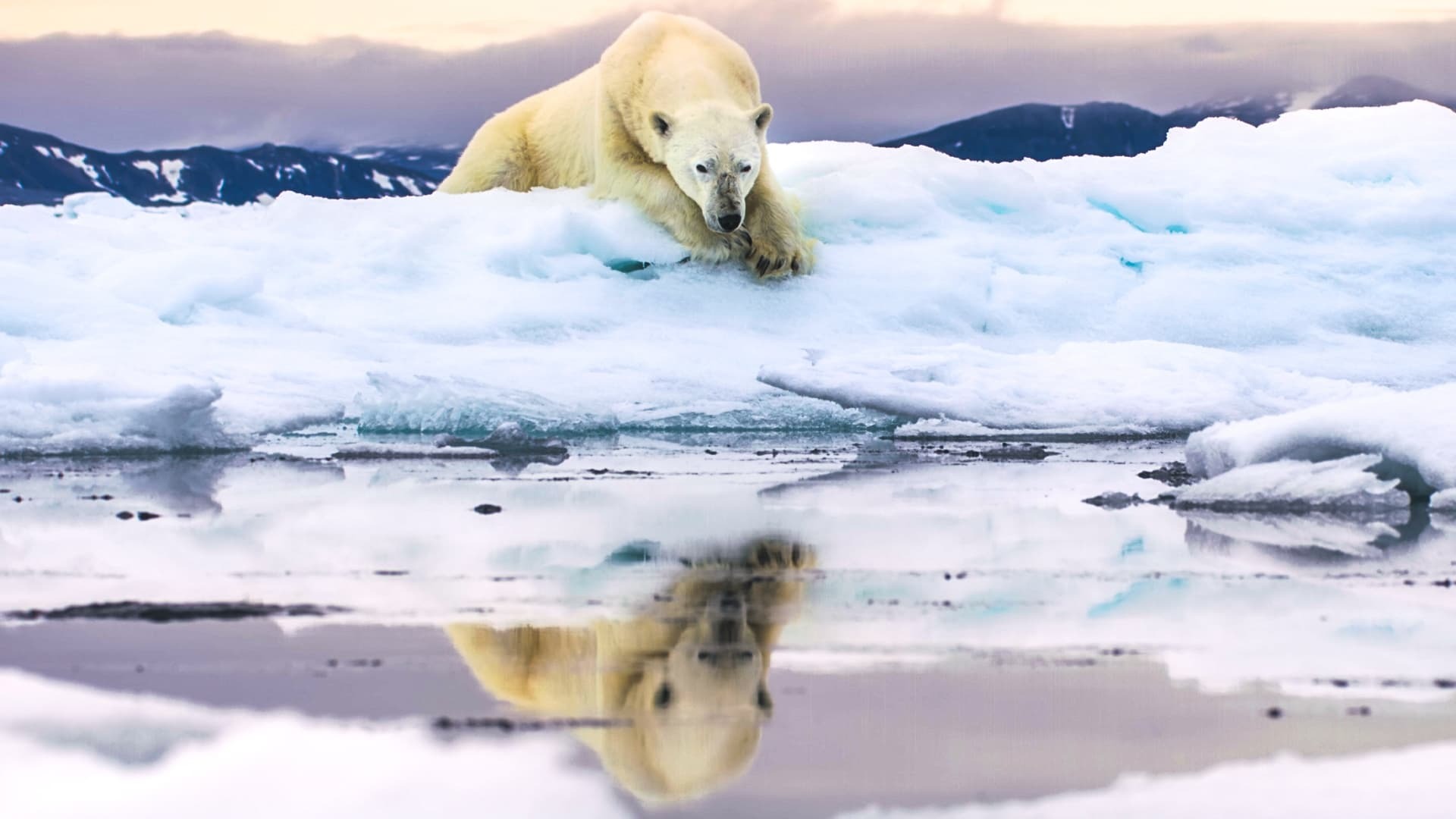 Frozen Planet II / Замёрзшая планета 2