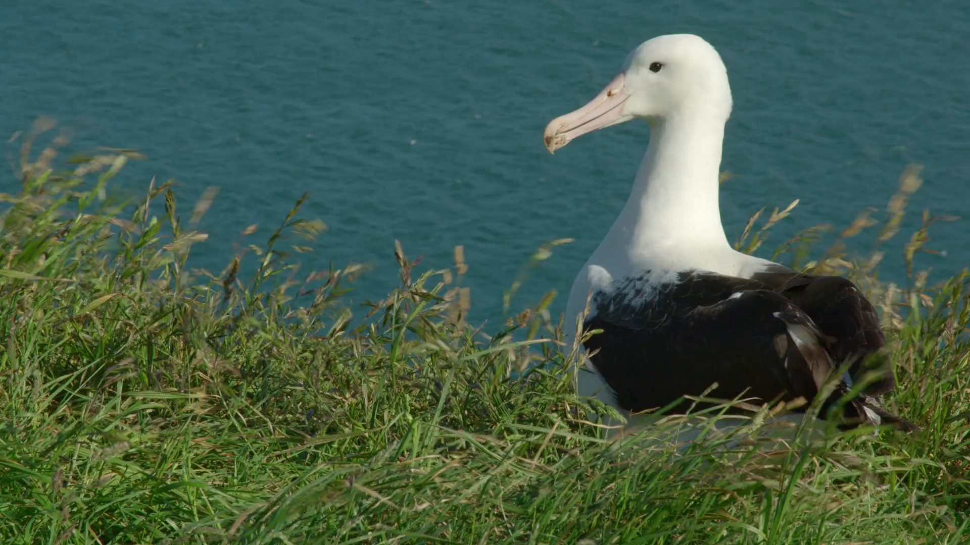 Wildest New Zealand