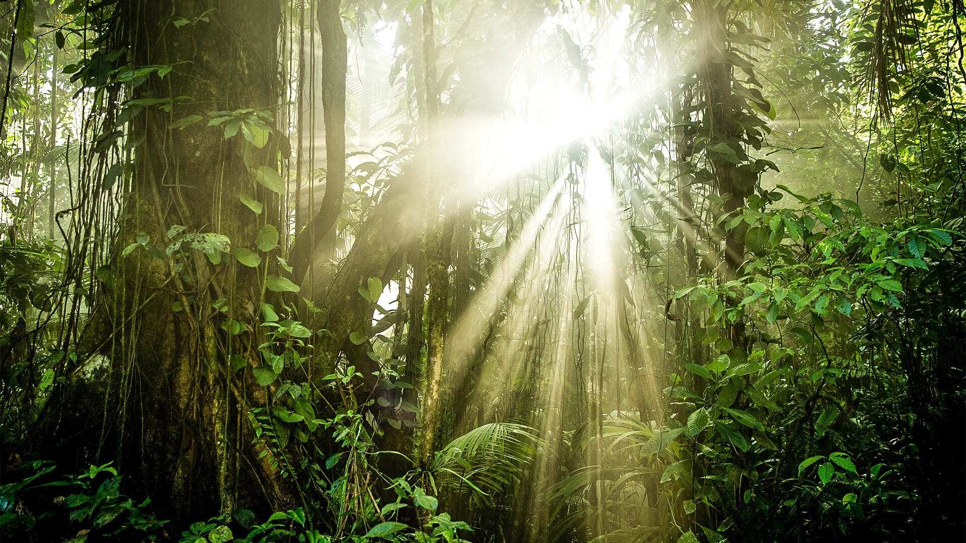 The Green Planet / Зелёная планета