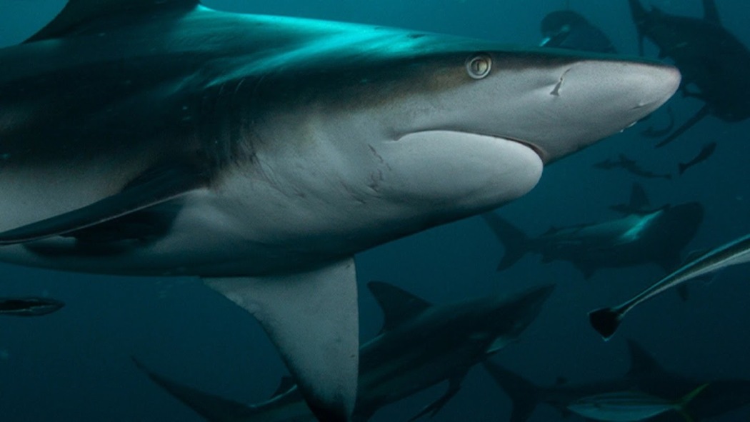 Planet Shark