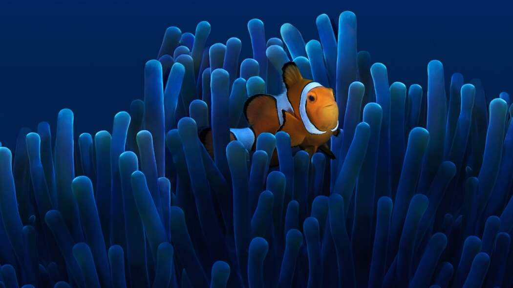 Australia's Ocean Odyssey