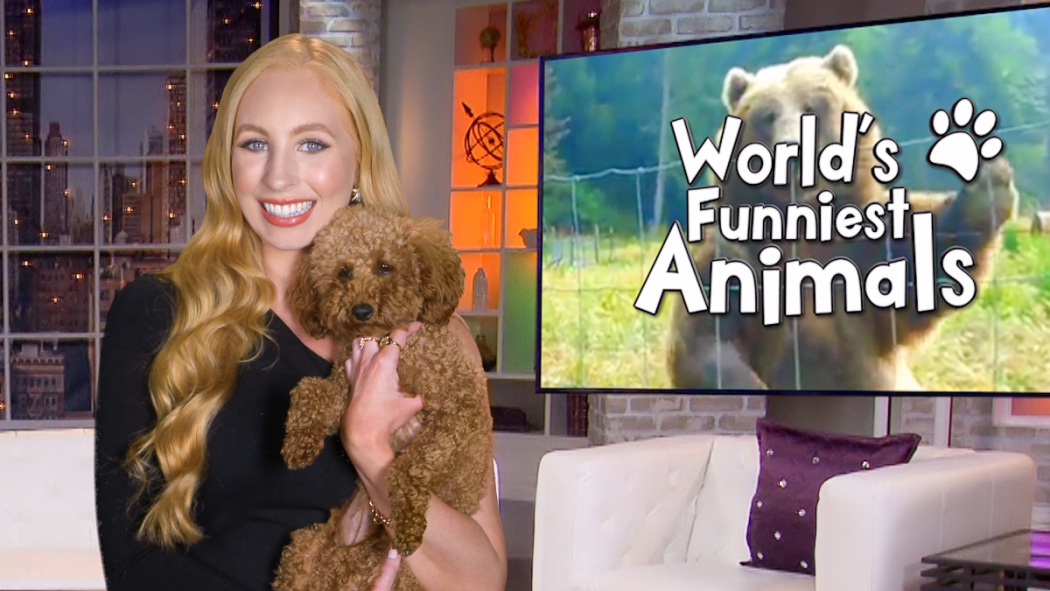 The World's Funniest Animals