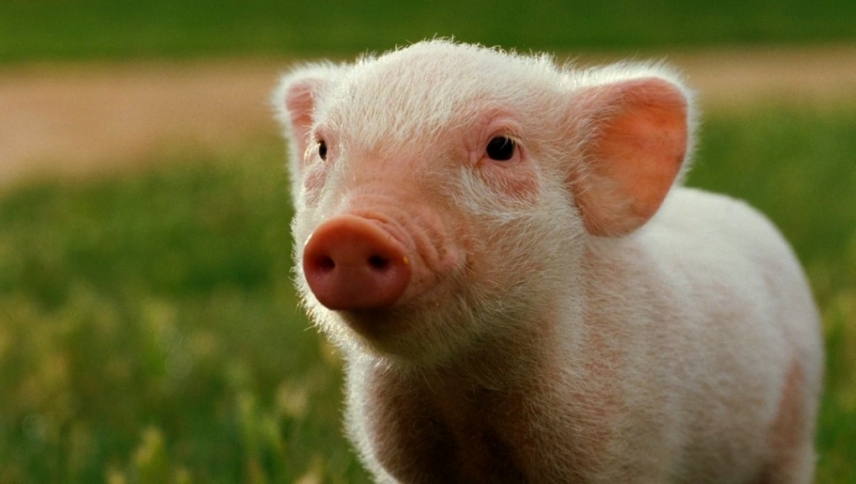 შარლოტას ქსელი / Charlotte's Web