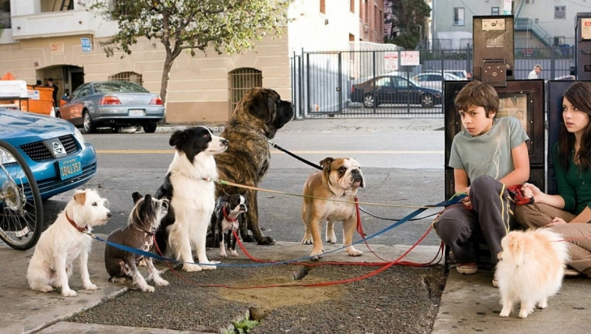 ძაღლების სასტუმრო / Hotel for Dogs