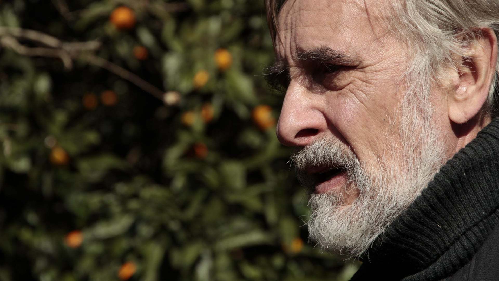 მანდარინები / Tangerines