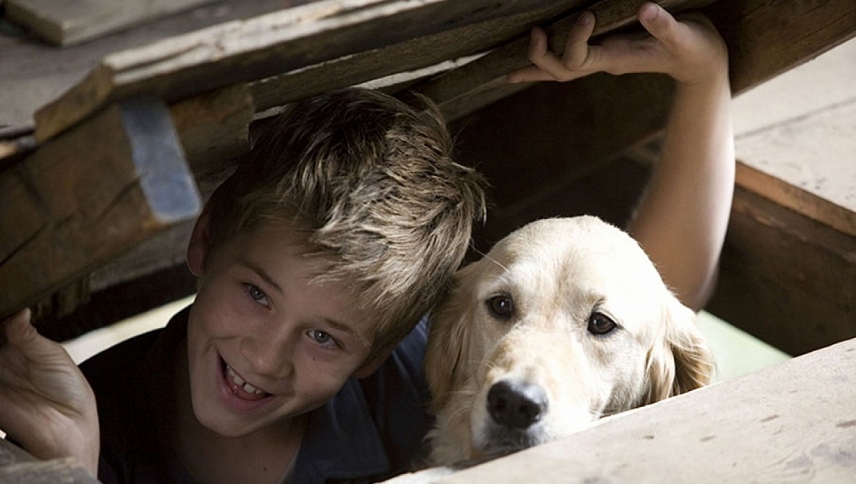 დაკარგული ძაღლი / Dog Gone