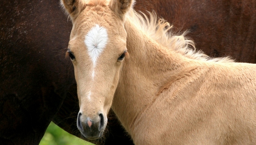 საშობაო კვიცი / The Christmas Colt