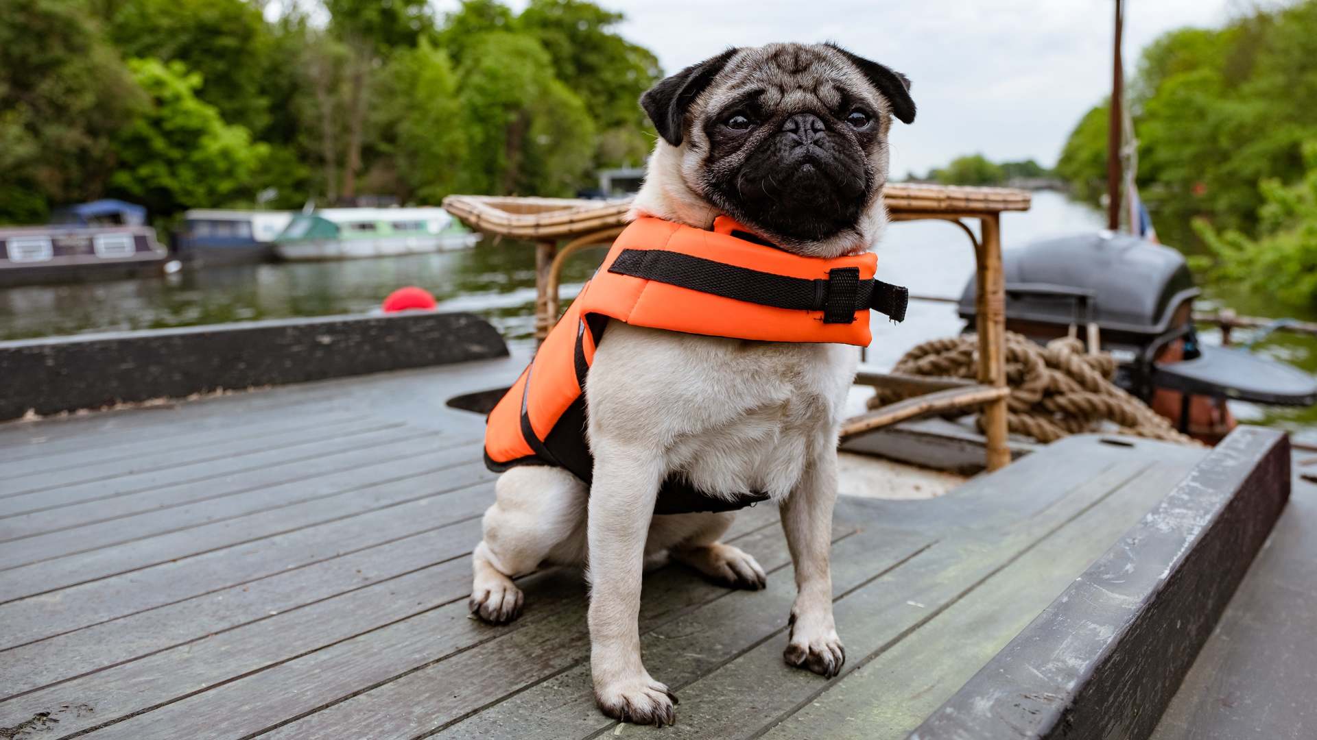 პატრიკი / Patrick the Pug