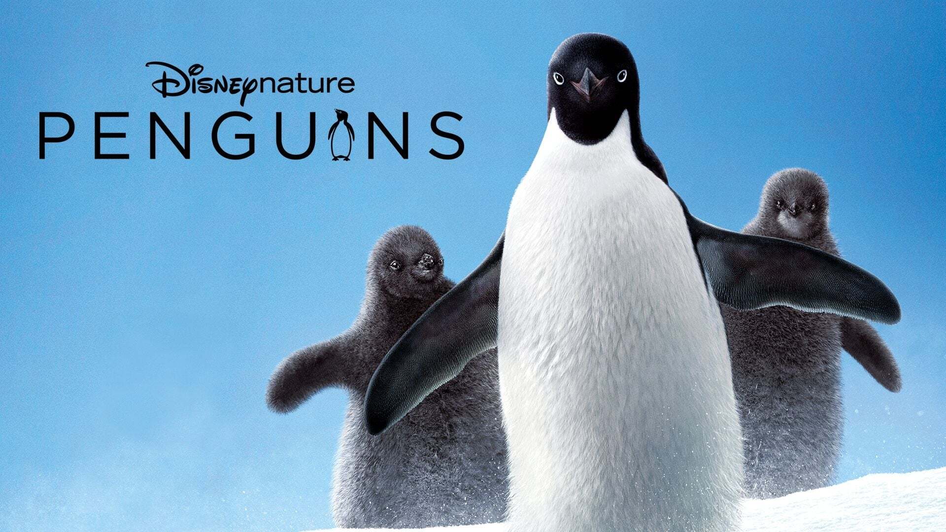 პინგვინები / Penguins