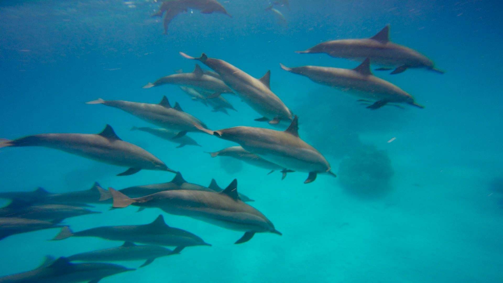 დელფინ რიფი / Dolphin Reef
