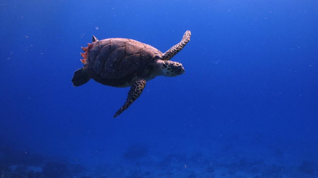 მკვლელობა რიფზე / Murder on the Reef
