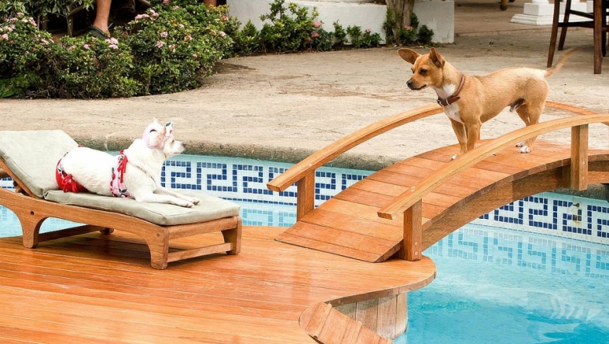ჩიხუახუა ბევერლი –ჰილზიდან / Beverly Hills Chihuahua