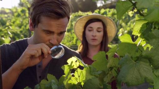 სიყვარული ვენახში / Love on the Vines