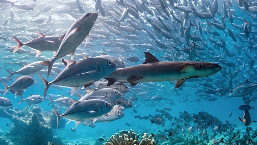 ოკეანე / Dolphin Reef