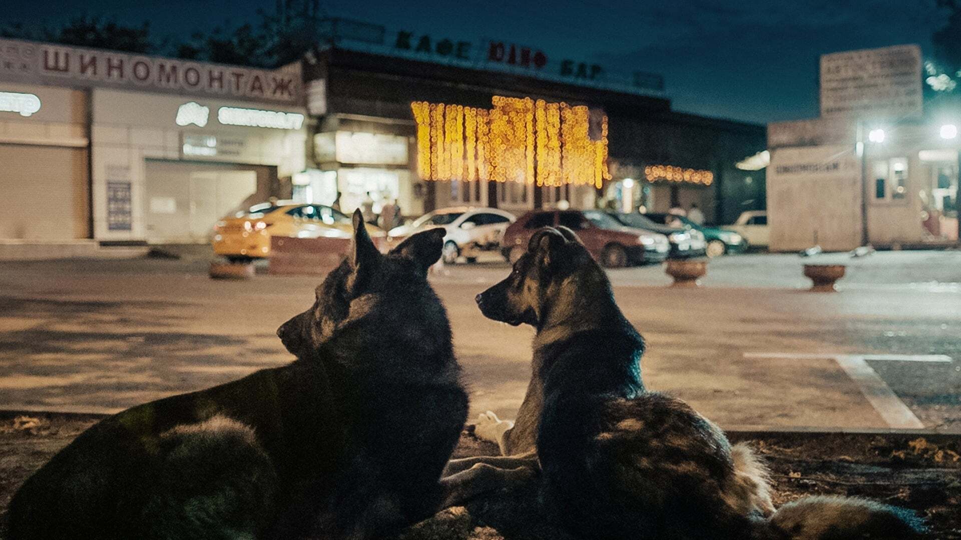 კოსმოსის ძაღლები / Space Dogs